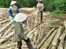 Khai thác gỗ số lượng lớn ở Gia lai