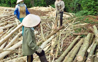 Khai thác gỗ số lượng lớn ở Gia lai